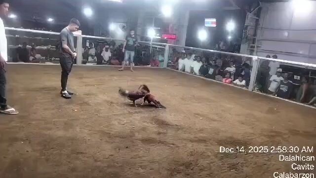 buyers update‼️3hits champion🏆 last fight Wala side win🔥