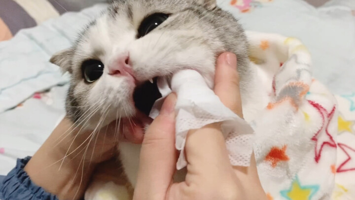 Đánh răng cho mèo con, ngón tay: Nguy!