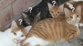 当小猫咪遇上防空演习