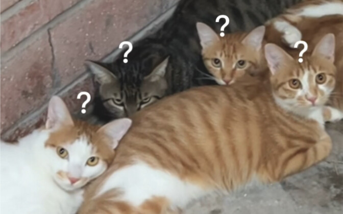 عندما تقابل القطط الصغيرة تمرين الدفاع الجوي