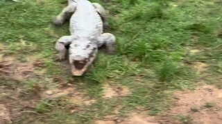 Family, come and see the crocodile eating