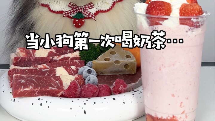 เมื่อลูกสุนัขดื่มชานมเป็นครั้งแรก…