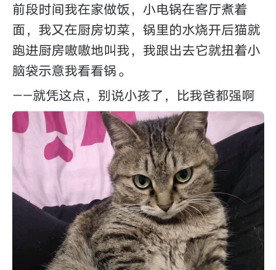 Mengapa sekarang ada perempuan yang rela mencurahkan banyak perhatian untuk memelihara kucing, tetap