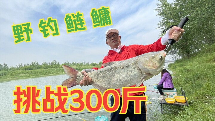 Nekat mancing liar ikan mas dan ikan emas, tantang diri sendiri dapat 150 kg dalam setengah hari!