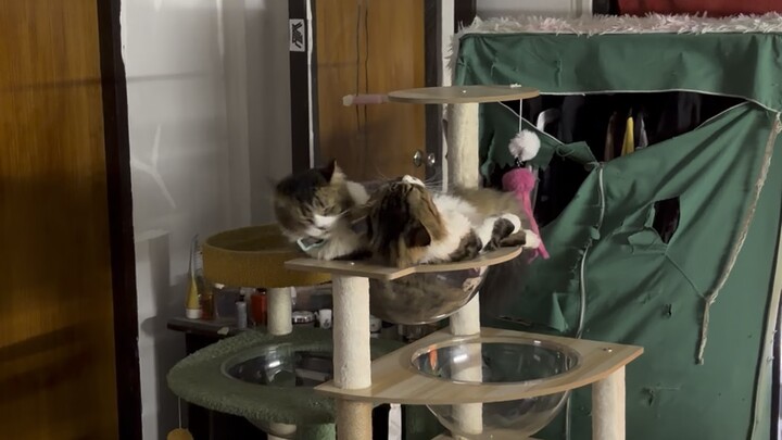 ❤️🐈