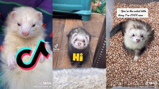 TikToks of stinky long noodles - Ferret Compilation