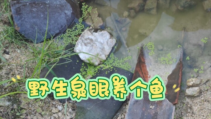 天然泉眼古法养鱼，保姆级瞎折腾攻略!