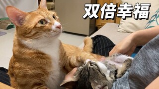 拥有两只超黏人的猫咪，是件多么幸福的事情