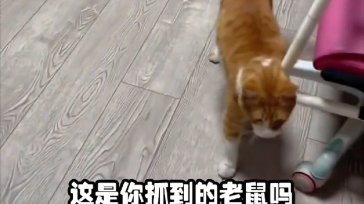 จิ้งจอกน้อยแห่งยุทธจักร: หนูเอ๋ย มีคนยอมจ่ายเงินซื้อชีวิตเจ้า แถมยังไม่หวงเงินด้วยนะ! #ดูทีไรก็ฮาทุก