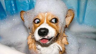 Funniest Animals 🐧 - Awesome Funny Animals' Life Videos 😁 - Cutest Animals Ever