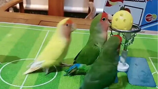 มาดูการแข่งขันบาสเกตบอลของนกแก้วกันเถอะ