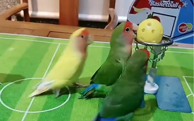 Coba lihat pertandingan bola basket burung beo