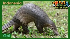 Misi : Menyelamatkan Ibu Gol - Peet The Forest Detective 3 (Bahasa Indonesia)