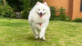 How to Make a Samoyed Happier