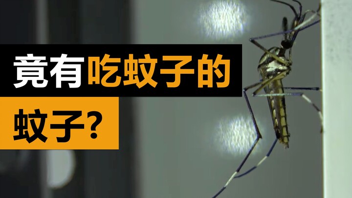 بعض الحشرات تتحول بعد نموها إلى الشكل الذي تعرفه جيدًا. جولة على حشرات تختلف تمامًا عما كنت تتخيله!