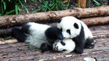 [Panda] How He Hua Treats Her Little Brother He Ye