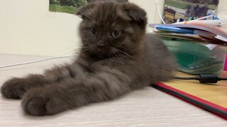 Có một bé mèo Anh lông ngắn Choco rất dễ thương ! Giá rẻ bất ngờ