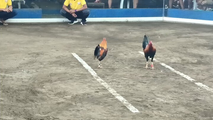 1st fight...2cock derby BNL arena