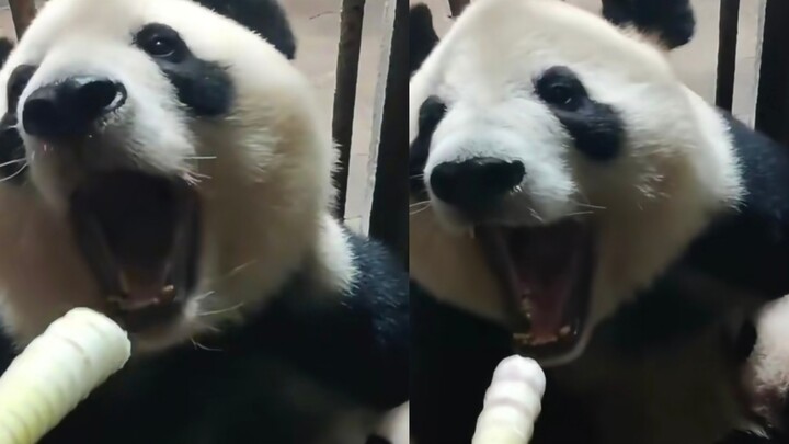 Lan Xiang sedang dalam masa nifas, dengan mulut terbuka menunggu sang ayah bayi memasukkan rebung ya