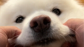 Xiu Gou is clumsy, but Xiu Gou loves you.