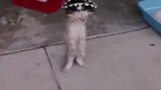 Mexican cat