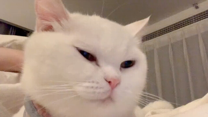 Immersive cuddling with a lazy cat—its purrs are super soothing for sleep!