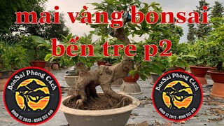 Mai Vàng bonsai | kỷ thuật chăm sóc mai vàng | mai vàng chăm sóc cực tốt care bonsai