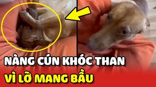 Nàng cún KHÓC THAN vì lỡ VUI CHƠI QUÁ TRỚN mà MANG BẦU 😂 | Yêu Lu