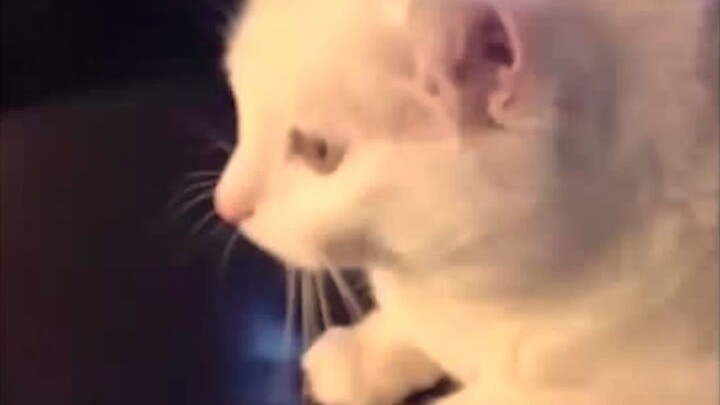 懒人养了只懒猫