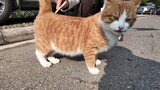 Con mèo nhỏ màu cam bên lề đường ở Phòng Sơn