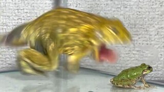 A frog and its meal