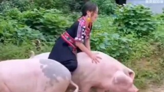 ไก่ระเบิดขี้บนหน้า ฮาทุกฉาก ขำไม่ไหว！EP.15 #Funny