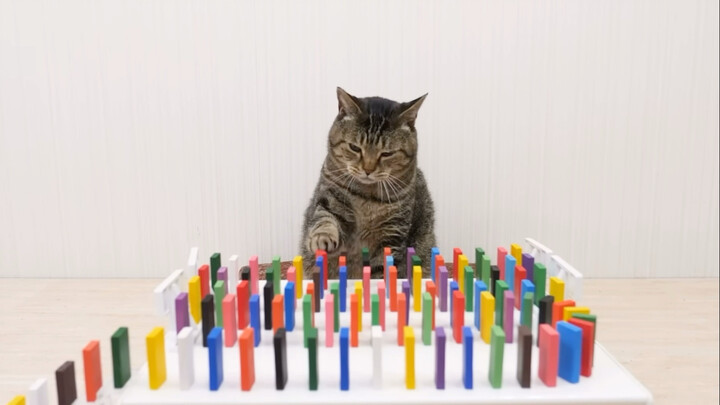 猫咪一起玩多米诺骨牌，差点就失败了！