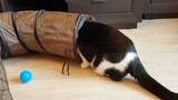 Anak Kucing Mana yang Bisa Menolak Terowongan?