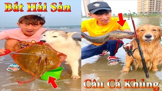 Thú Cưng TV | Dương KC Pets | Gia Đình Gâu Đần #19 | Chó Golden thông minh vui nhộn | funny cute dog