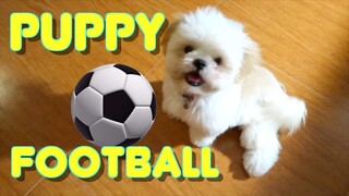 Cute Shih Tzu Puppy Playing Football & Showing His Football Skills & Tricks