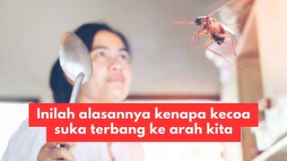 Inilah alasannya kenapa kecoa selalu terbang ke arah kita