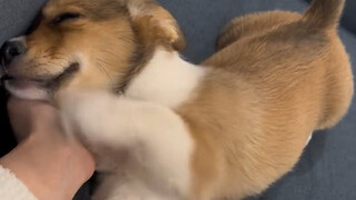 Anak anjing bodoh itu mulai menyukai manusia setelah disentuh di kepala