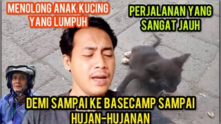 Masya Allah Anak Kucing Lumpuh Berjuang Hidup Di Jalanan Hujan-Hujanan Sampai Ke Cats Lovers Tv