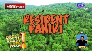 Isang uri ng paniki, tila residente na sa bayan ng Polillo, Quezon | Dapat Alam Mo!