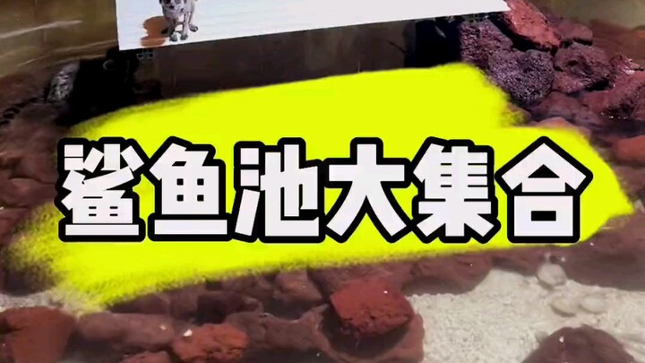 A Big Gathering of Shark Tanks!