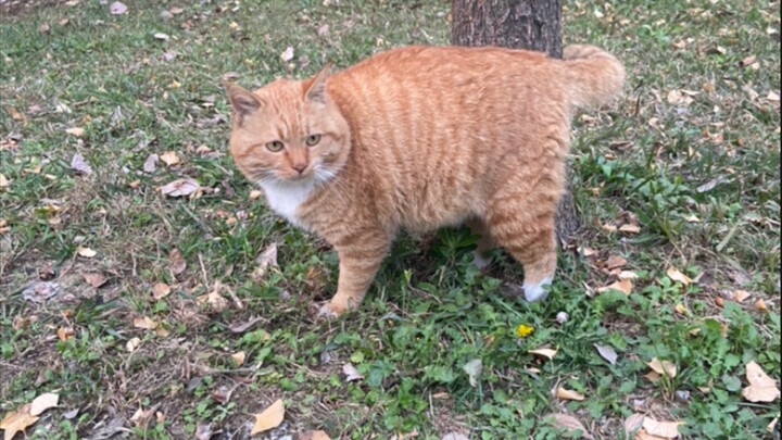 [Animals]An orange cat attacks me