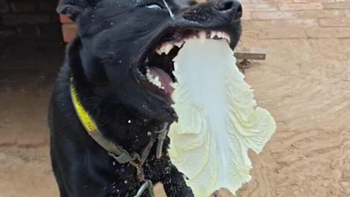 Mãn Hán Toàn Tịch