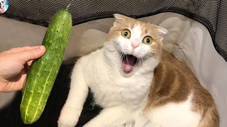 Cat Vs Cucumber อันไหนน่ากลัว เมืองสัตว์เลี้ยง