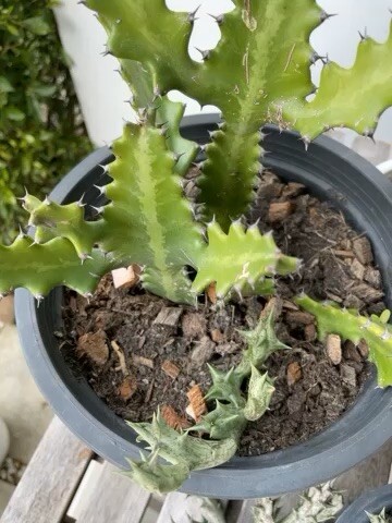 ต้นอะไร