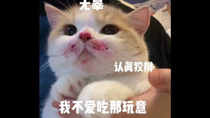 هل تتذكّر القطة الصغيرة التي كانت تحب ميمات فاكهة التنين؟