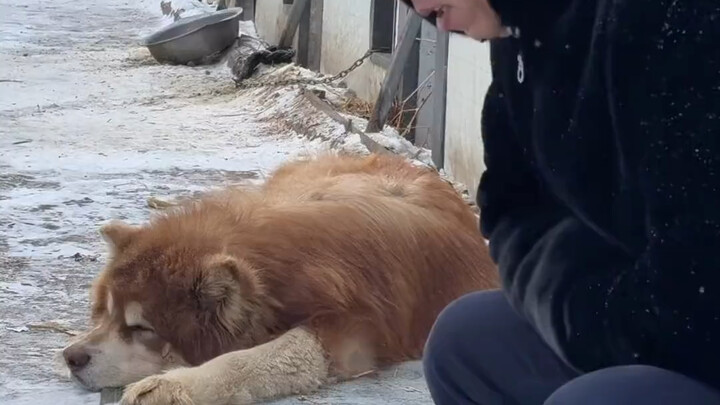 Pan Hongyuan’s dog in the park tags Xue Xue but doesn’t go back to the doghouse.