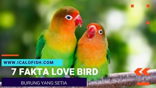 DISEBUT BURUNG YANG SETIA INI 7 FAKTA MENARIK TENTANG LOVEBIRD
