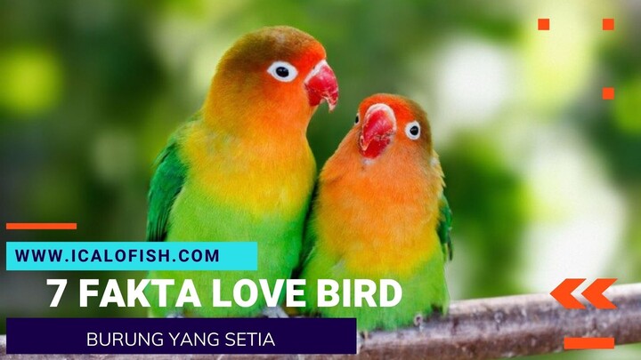 DISEBUT BURUNG YANG SETIA INI 7 FAKTA MENARIK TENTANG LOVEBIRD