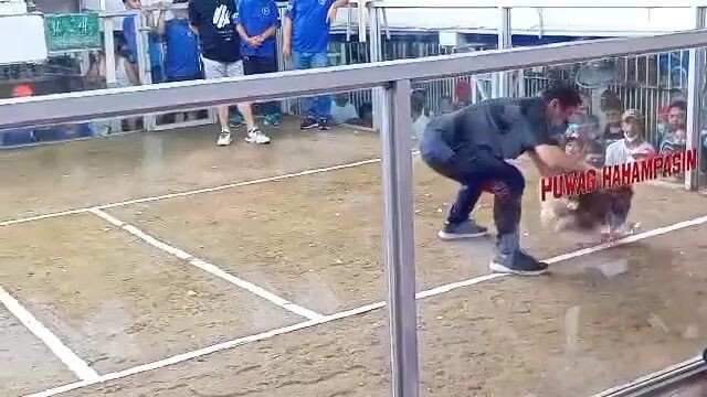 2x Winner na ang manok na pula (fastest kill)